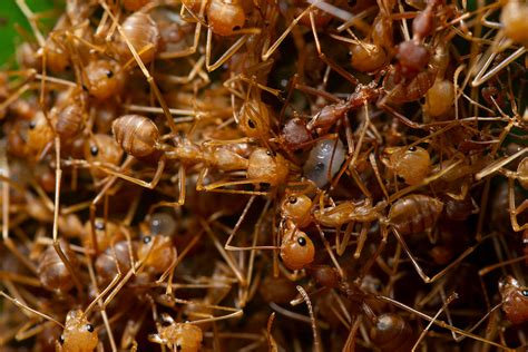super ant colony